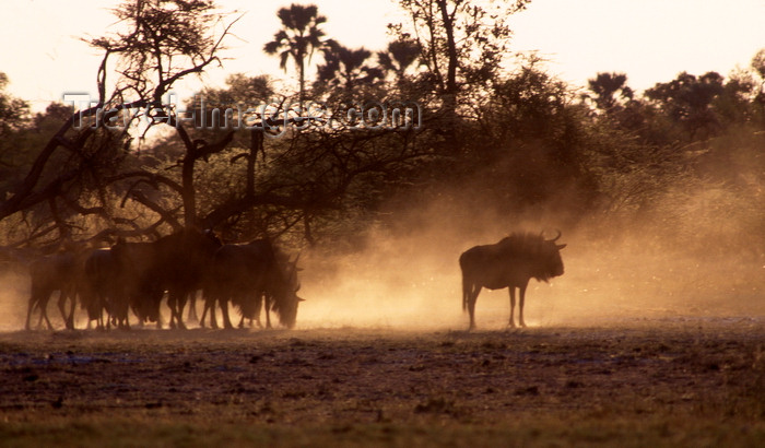 botswana59: Okavango delta, North-West District, Botswana: common wildebeests kick up dust - Connochaetes Taurinus - Brindled Gnu - photo by C.Lovell - (c) Travel-Images.com - Stock Photography agency - Image Bank