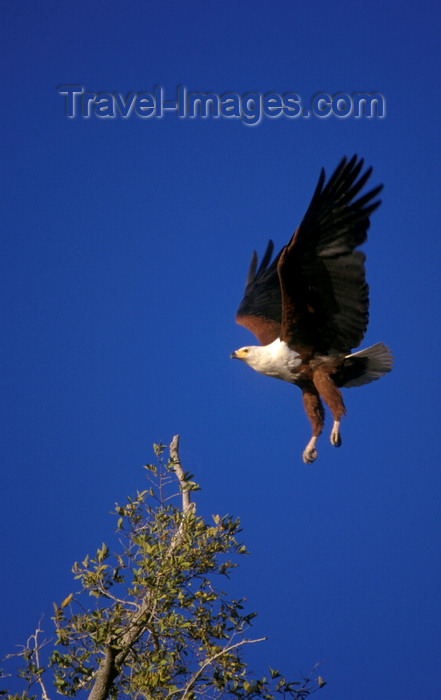 botswana62: Okavango delta, North-West District, Botswana: African Fish Eagle alights on a branch - Haliaeetus vocifer - photo by C.Lovell - (c) Travel-Images.com - Stock Photography agency - Image Bank