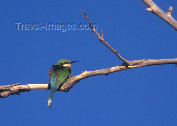 botswana63: Okavango delta, North-West District, Botswana: a Little Bee-eater ruffles its feathers to dry off - Merops pusillus - near passerine bird - photo by C.Lovell - (c) Travel-Images.com - Stock Photography agency - Image Bank