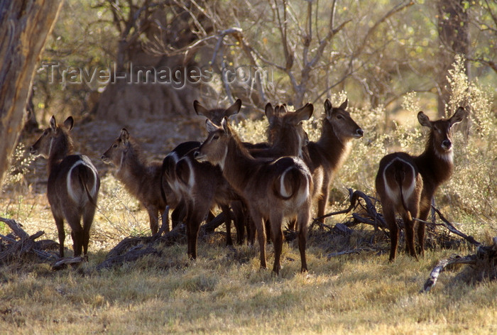 botswana64: Okavango delta, North-West District, Botswana: a female herd of Waterbuck with their distinctive rump markings - Kobus Ellipsiprymnus - does - photo by C.Lovell - (c) Travel-Images.com - Stock Photography agency - Image Bank