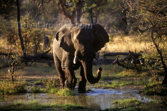 botswana66: Okavango delta, North-West District, Botswana: an African Elephant walking across a marsh - Loxodanta Africana - photo by C.Lovell - (c) Travel-Images.com - Stock Photography agency - Image Bank