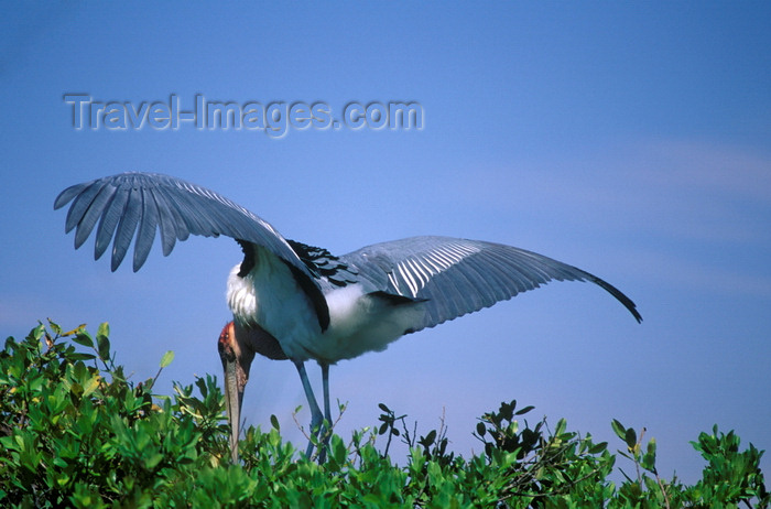 botswana69: Okavango delta, North-West District, Botswana: a Marabou Stork nests along the Khwai River - Leptoptilos Crumeniferus - photo by C.Lovell - (c) Travel-Images.com - Stock Photography agency - Image Bank