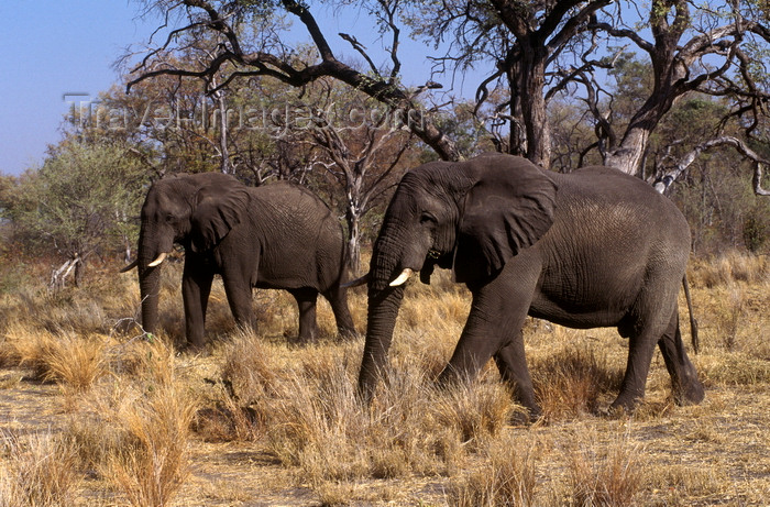 botswana70: Okavango delta, North-West District, Botswana: two elephants move through a woodland - Loxodonta Africana - Moremi Game Reserve - photo by C.Lovell - (c) Travel-Images.com - Stock Photography agency - Image Bank