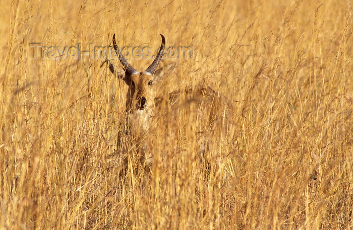 botswana71: Okavango delta, North-West District, Botswana: a Southern Reedbuck blends perfectly with the tall grass it lives in- Redunca Arundinum - males with his ridged horns - photo by C.Lovell - (c) Travel-Images.com - Stock Photography agency - Image Bank