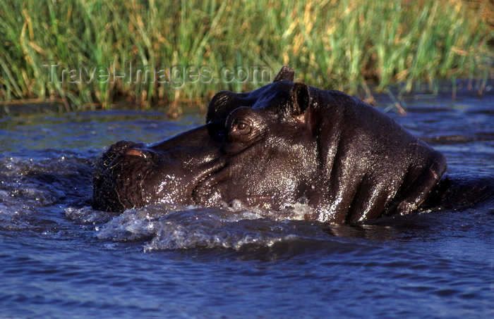botswana72: Okavango delta, North-West District, Botswana: Hippos are very territorial and spend most of the day in the water - Hippopatamus Amphibius - Moremi Game Reserve - photo by C.Lovell - (c) Travel-Images.com - Stock Photography agency - Image Bank