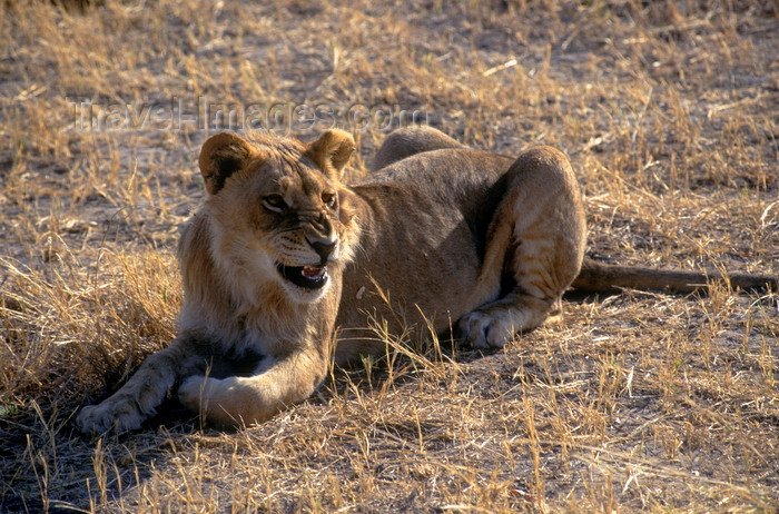 botswana73: Okavango delta, North-West District, Botswana: resting young lion growls in the warm afternoon sun - Panthera Leo - Moremi Game Reserve - photo by C.Lovell - (c) Travel-Images.com - Stock Photography agency - Image Bank