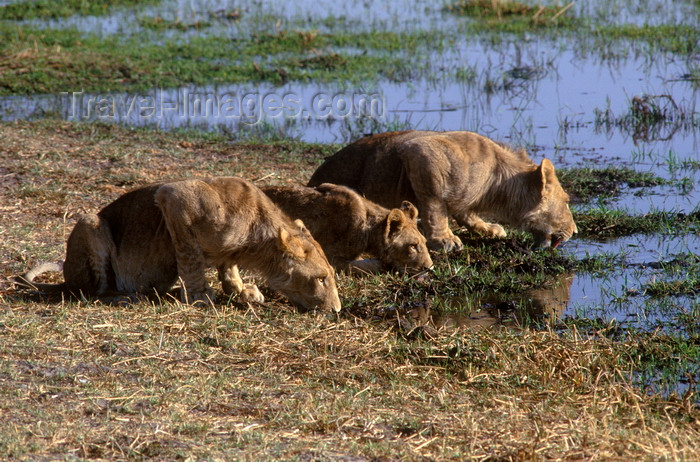 botswana74: Okavango delta, North-West District, Botswana: young lions drink in the warm afternoon sun - Panthera Leo - Moremi Game Reserve - photo by C.Lovell - (c) Travel-Images.com - Stock Photography agency - Image Bank