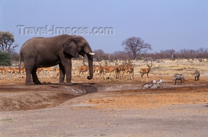 botswana75: Chobe National Park, North-West District, Botswana: Warthogs and Impalas impatiently wait for an elephant to finish drinking in the Savuti Marsh - photo by C.Lovell - (c) Travel-Images.com - Stock Photography agency - Image Bank