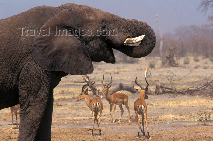 botswana76: Chobe National Park, North-West District, Botswana: Elephant and Impalas at a water hole in the Savuti Marsh, almost dry since the 60's, its water supply cut by tectonic movements - photo by C.Lovell - (c) Travel-Images.com - Stock Photography agency - Image Bank