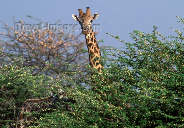 botswana77: Chobe National Park, North-West District, Botswana: the Southern Giraffe has lighter spots than its northern relative - Giraffa Camelopardalis - Savuti Marsh - photo by C.Lovell - (c) Travel-Images.com - Stock Photography agency - Image Bank