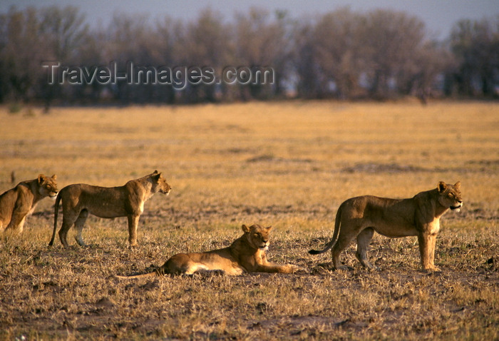 botswana78: Chobe National Park, North-West District, Botswana: pack of lionesses rest in the savannah - photo by C.Lovell - (c) Travel-Images.com - Stock Photography agency - Image Bank