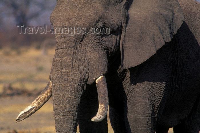 botswana79: Chobe National Park, North-West District, Botswana: a bull elephant in the Savuti Marsh - Loxodonta Africana - photo by C.Lovell - (c) Travel-Images.com - Stock Photography agency - Image Bank