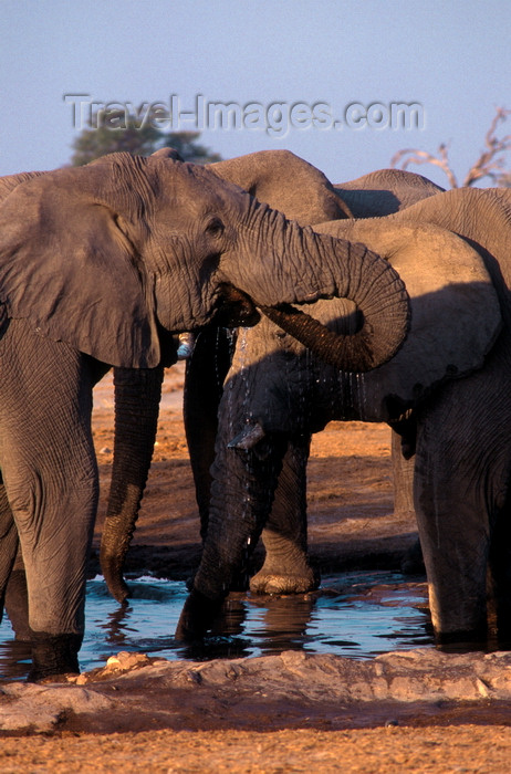 botswana80: Chobe National Park, North-West District, Botswana: a herd of bull elephants drink at a watering hole in the Savuti Marsh - photo by C.Lovell - (c) Travel-Images.com - Stock Photography agency - Image Bank