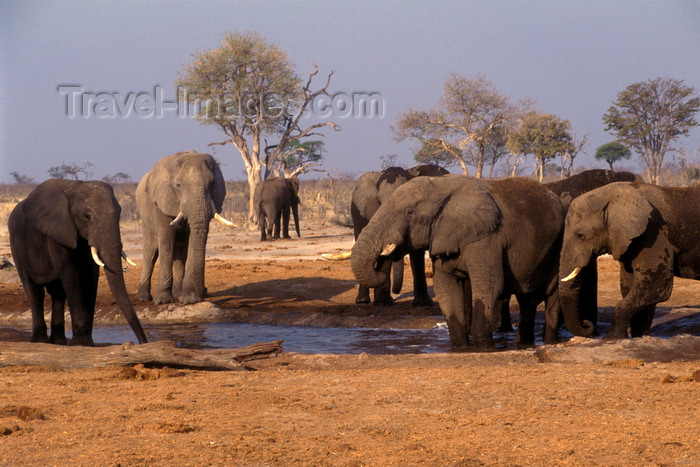 botswana81: Chobe National Park, North-West District, Botswana: a herd of bull elephants around a watering hole in the Savuti Marsh - photo by C.Lovell - (c) Travel-Images.com - Stock Photography agency - Image Bank