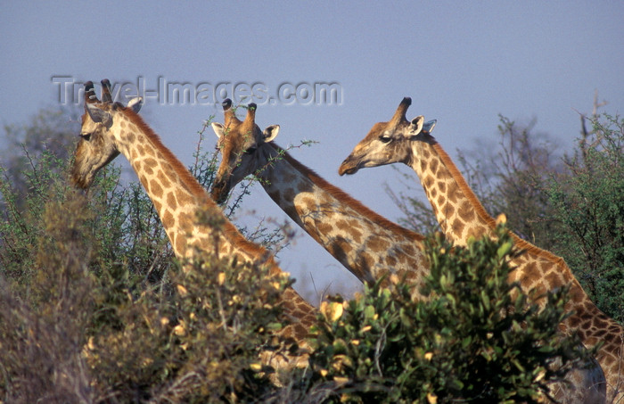 botswana84: Chobe National Park, North-West District, Botswana: group of Southern Giraffes, necks above the trees - Giraffa Camelopardalis - Savuti Marsh - photo by C.Lovell - (c) Travel-Images.com - Stock Photography agency - Image Bank