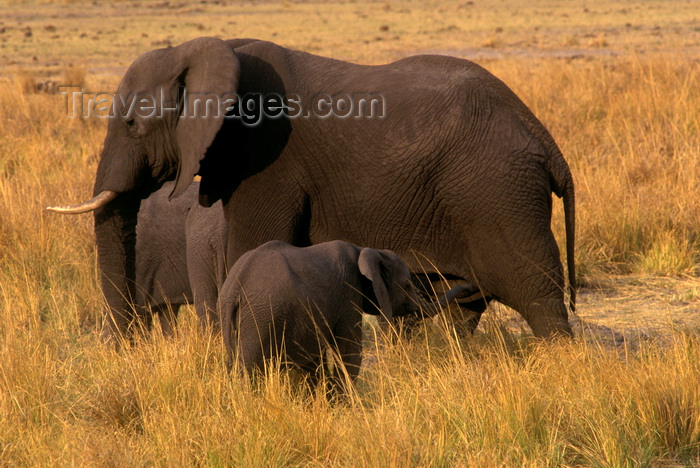 botswana85: Chobe National Park, North-West District, Botswana: African Elephants are social animals and have a matriarchal society- calf and cow - Loxodaonta Africana - Savuti Marsh - photo by C.Lovell - (c) Travel-Images.com - Stock Photography agency - Image Bank