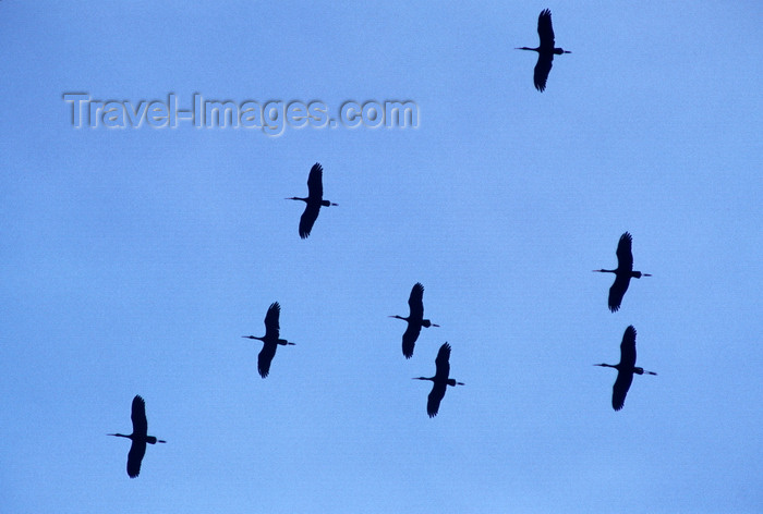 botswana87: Chobe National Park, North-West District, Botswana: flock of marabou storks in flight - Leptoptilos Crumeniferus - photo by C.Lovell - (c) Travel-Images.com - Stock Photography agency - Image Bank