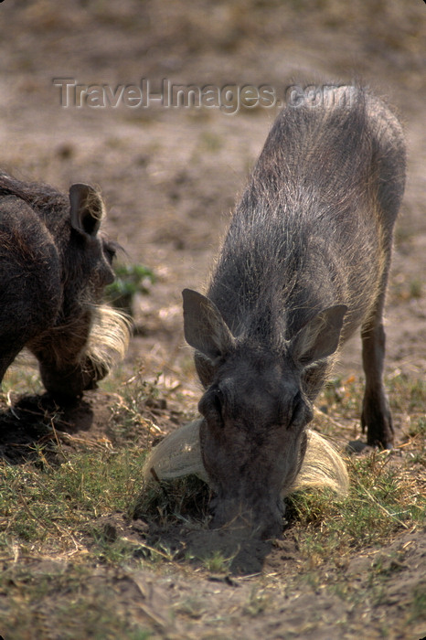 botswana88: Chobe National Park, North-West District, Botswana: industrious Warthogs root around in the dirt for something to eat - Phacochoerus Aethiopicus - photo by C.Lovell - (c) Travel-Images.com - Stock Photography agency - Image Bank