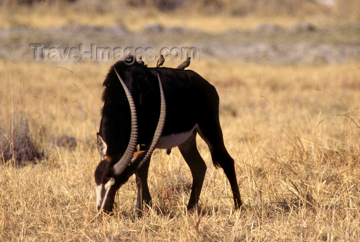 botswana89: Okavango delta, North-West District, Botswana: a Sable Antelope, one of the rarer and most beautiful antelope species in Africa - Hippotragus Niger - photo by C.Lovell - (c) Travel-Images.com - Stock Photography agency - Image Bank