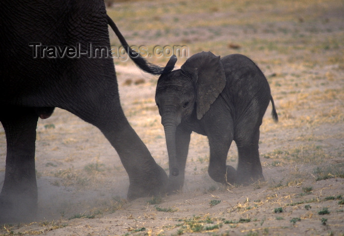 botswana90: Chobe National Park, North-West District, Botswana: mother and baby elephants maintain their relationship for life- calf and cow - Loxodaonta Africana - Savuti Marsh - photo by C.Lovell - (c) Travel-Images.com - Stock Photography agency - Image Bank