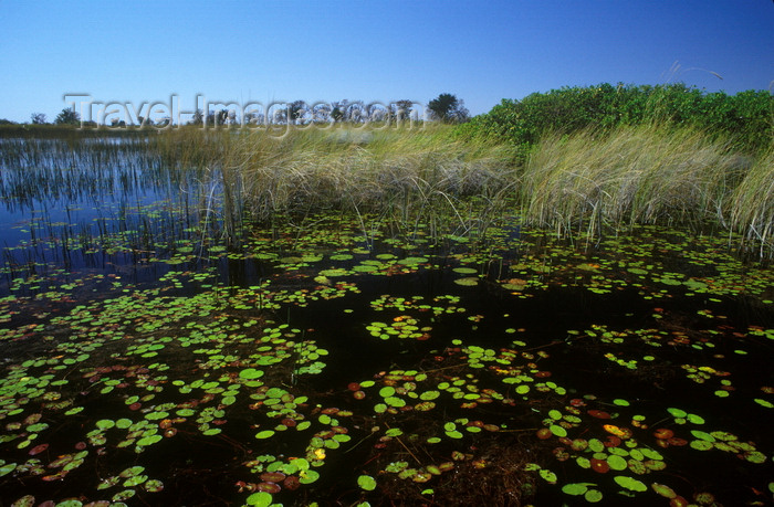 botswana91: Okavango delta, North-West District, Botswana: water lilies thrive in the waters of the Khwai River out of Xakanaxa - Moremi Game Reserve - photo by C.Lovell - (c) Travel-Images.com - Stock Photography agency - Image Bank