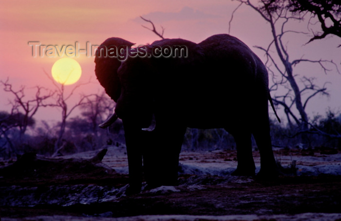 botswana92: Chobe National Park, North-West District, Botswana: the sun sets behind a bull elephant drinking at a watering hole in the Savuti Marsh - photo by C.Lovell - (c) Travel-Images.com - Stock Photography agency - Image Bank