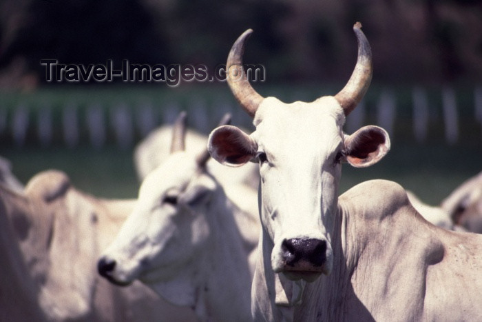 brazil105: Brazil / Brasil - Marrecas farm / Fazenda Marrecas (Alagoas): cows - south American cattle / vacas - gado sul americano - photo by F.Rigaud - (c) Travel-Images.com - Stock Photography agency - Image Bank