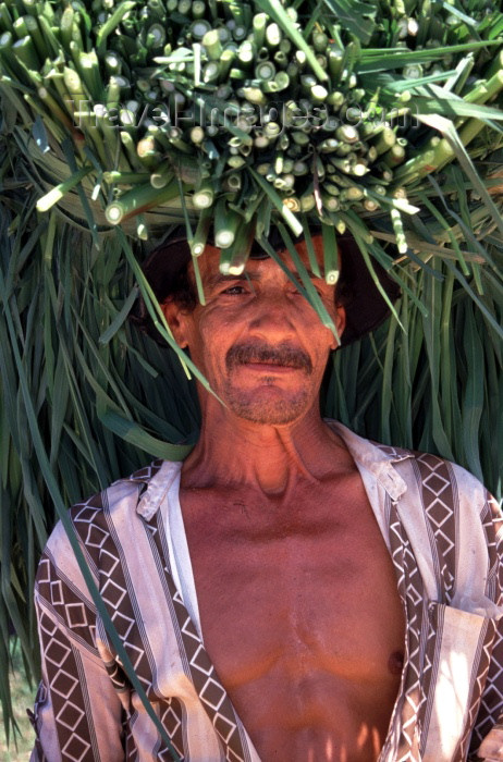 brazil106: Brazil / Brasil - Marrecas ranch / Fazenda Marrecas (Alagoas / AL): man transporting the cane on his head - farm worker / transportando a cana de açucar na cabeça - photo by F.Rigaud - (c) Travel-Images.com - Stock Photography agency - Image Bank