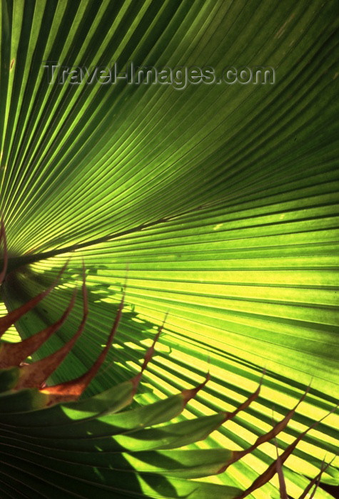 brazil109: Brazil / Brasil - Maceió (Alagoas): palm leaf / folha de palmeira - photo by F.Rigaud - (c) Travel-Images.com - Stock Photography agency - Image Bank