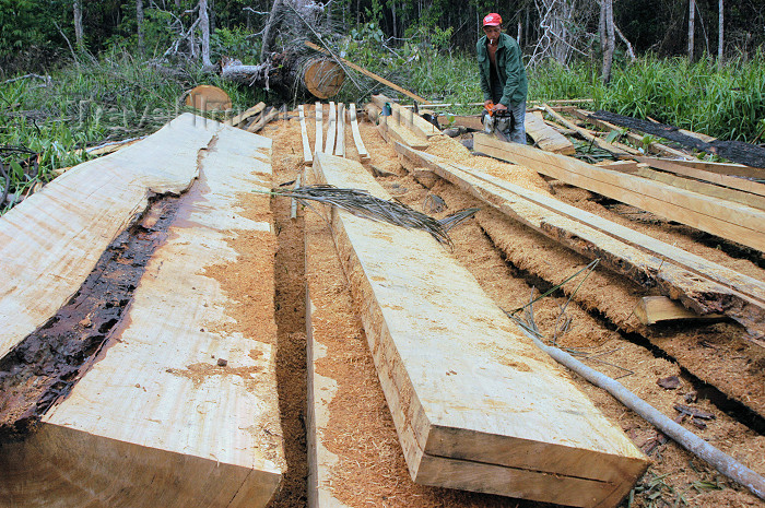 brazil133: Brasil - Amazonas: logging operation in the Amazonia - Castanheira wood - madeireiros (photo by M.Alves) - (c) Travel-Images.com - Stock Photography agency - Image Bank