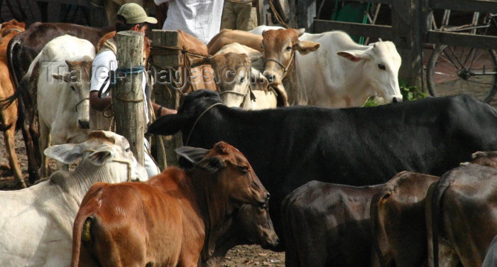 brazil164: Brazil / Brasil - Cachoeira (Bahia): cows / vacas / gado / ganado - photo by N.Cabana - (c) Travel-Images.com - Stock Photography agency - Image Bank