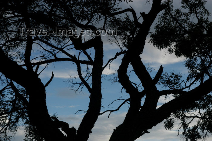 brazil345: Brazil / Brasil - Brasilia: the woods - o Bosque da Constituinte - arvore - photo by M.Alves - (c) Travel-Images.com - Stock Photography agency - Image Bank