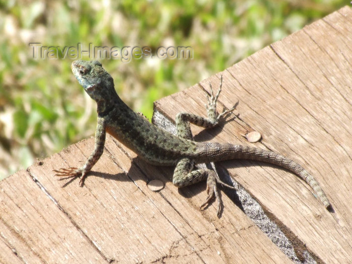 brazil395: Brazil / Brasil - Foz do Iguaçu (Parana): lizard basking in the sun - Iguaçu National Park - photo by M.Bergsma - (c) Travel-Images.com - Stock Photography agency - Image Bank