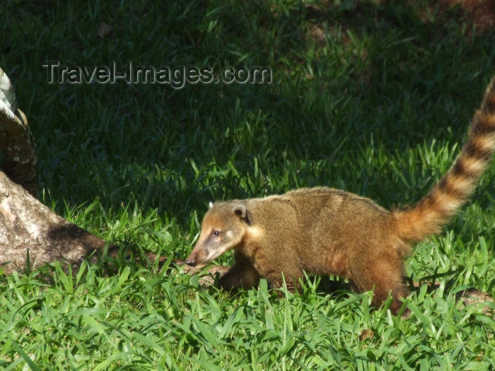 brazil399: Brazil / Brasil - Foz do Iguaçu (Parana): Ring-tailed coati - Coatimundi - hog-nosed coon - Nasua nasua - Parque Nacional do Iguaçu - Unesco world heritage site - photo by M.Bergsma - (c) Travel-Images.com - Stock Photography agency - Image Bank