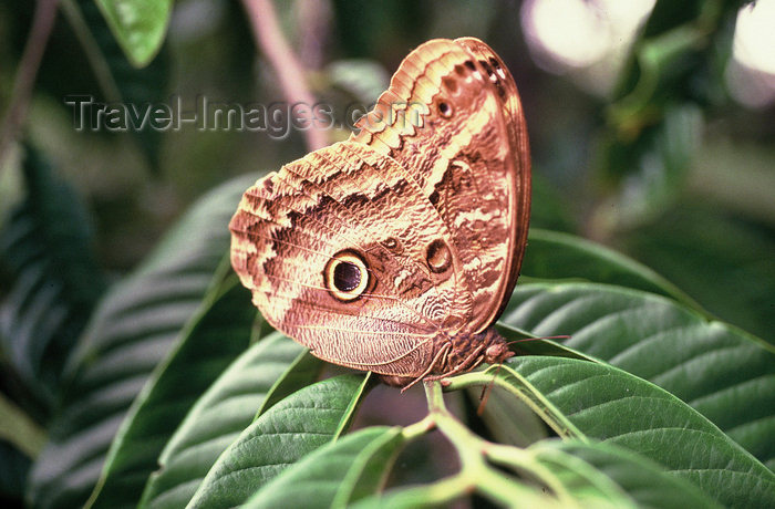 brazil404: Brazil / Brasil - butterfly on a tree branch / borboleta negra pousada num galho - insecto - fauna - photo by L.Moraes - (c) Travel-Images.com - Stock Photography agency - Image Bank