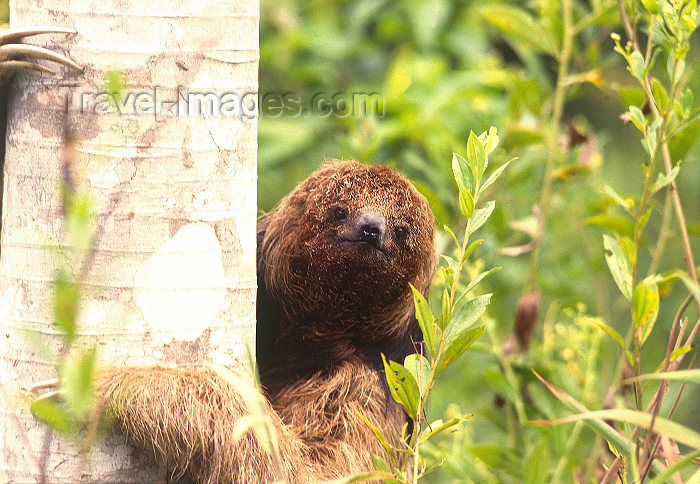 brazil405: Brazil / Brasil - sloth holding a trunk / preguiça agarrada a um tronco - mammal - fauna - photo by L.Moraes - (c) Travel-Images.com - Stock Photography agency - Image Bank