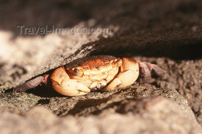 brazil406: Brazil / Brasil - crab hidding on a rock - crustacean - fauna - photo by L.Moraes - (c) Travel-Images.com - Stock Photography agency - Image Bank