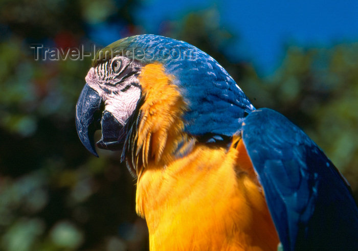 brazil407: Brazil / Brasil - Amazonas - Blue-and-gold Macaw - Ara ararauna - Arara-de-barriga-amarela - canindé - bird - fauna - photo by L.Moraes - (c) Travel-Images.com - Stock Photography agency - Image Bank