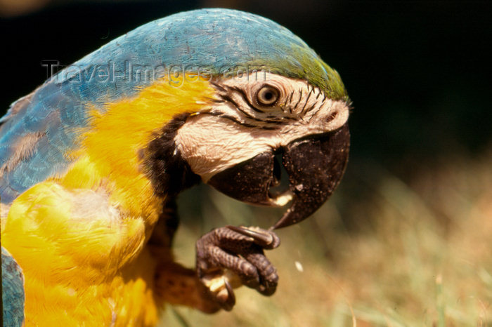 brazil408: Brazil / Brasil - Amazonas - Blue-and-gold Macaw - Ara ararauna - Arara-de-barriga-amarela - canindé - bird - fauna - photo by L.Moraes - (c) Travel-Images.com - Stock Photography agency - Image Bank