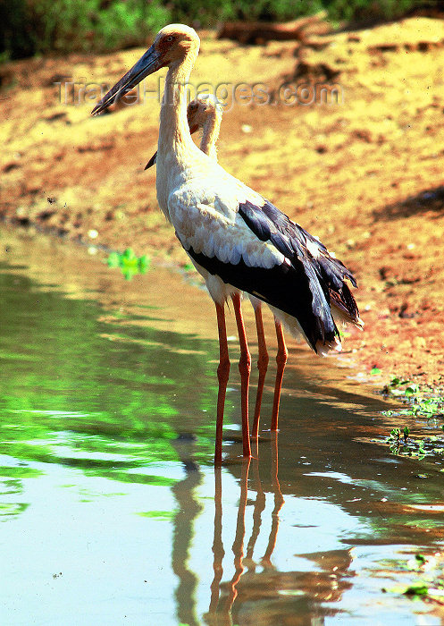 brazil409: Brazil / Brasil - Amazonas - Brazilian stork - Mycteria americana - wood stork - cegonha - bird - fauna - photo by L.Moraes - (c) Travel-Images.com - Stock Photography agency - Image Bank