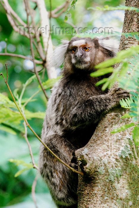 brazil412: Atlantic Forest, RJ, Brazil: Black-tufted Marmoset on a tree - Callithrix penicillata | Mico-estrela numa árvore - photo by L.Moraes - (c) Travel-Images.com - Stock Photography agency - Image Bank