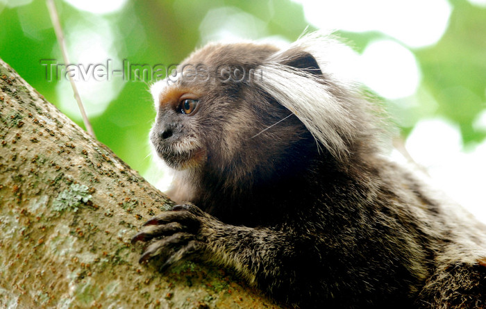 brazil413: Atlantic Forest, RJ, Brazil: Black-tufted Marmoset - close-up - Callithrix penicillata | Mico-estrela - photo by L.Moraes - (c) Travel-Images.com - Stock Photography agency - Image Bank