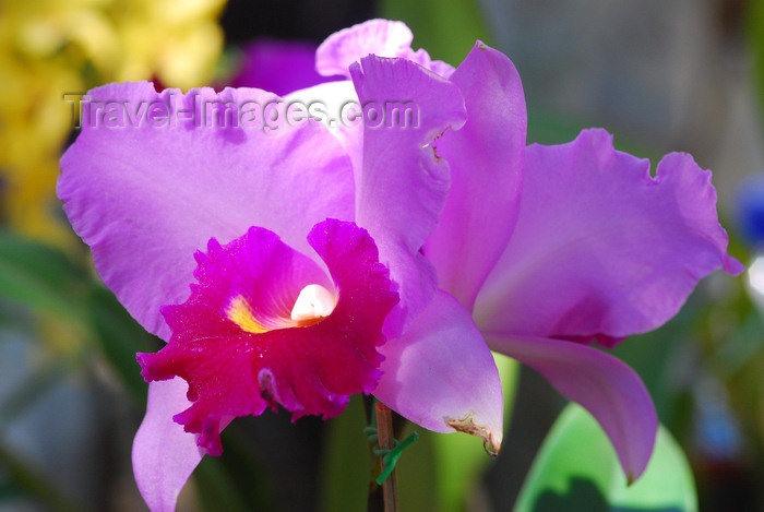 brazil416: Cotia, SP, Brazil: magenta Orchid at Roselândia | Orquídea magenta na Roselândia - photo by L.Moraes - (c) Travel-Images.com - Stock Photography agency - Image Bank