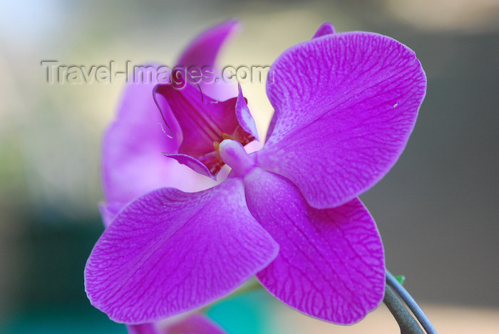 brazil417: Cotia, SP, Brazil: Orchid at Roselândia | Orquídea na Roselândia - photo by L.Moraes - (c) Travel-Images.com - Stock Photography agency - Image Bank