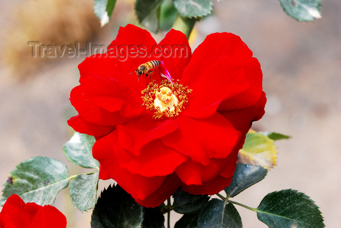 brazil423: Cotia, SP, Brazil: Camellia - family Theaceae / Camélia - Roselândia - microrregião de Itapecerica da Serra - photo by L.Moraes - (c) Travel-Images.com - Stock Photography agency - Image Bank