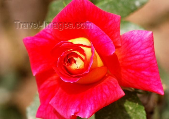 brazil424: Cotia, SP, Brazil: rose at Roselândia - City of Roses | Rosa na Cidade das Rosas - microrregião de Itapecerica da Serra - photo by L.Moraes - (c) Travel-Images.com - Stock Photography agency - Image Bank