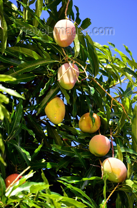 brazil504: Olinda, Pernambuco, Brazil: mangos hanging on a mango tree - fruit and green leaves against a blue sky - Travessa de São Francisco - photo by M.Torres - (c) Travel-Images.com - Stock Photography agency - Image Bank
