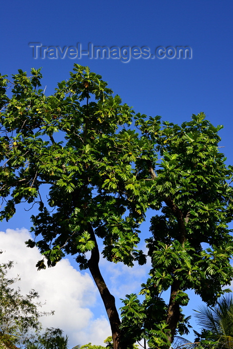 brazil505: Olinda, Pernambuco, Brazil: breadfruit tree and blue sky - Travessa de São Francisco - photo by M.Torres - (c) Travel-Images.com - Stock Photography agency - Image Bank