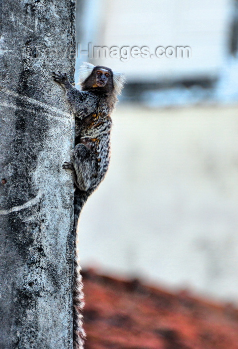 brazil523: Olinda, Pernambuco, Brazil: urban monkey on a street light pole - Common marmoset with its white tufted-ears and long tail - Callithrix jacchus - Sagui-de-tufos-brancos - photo by M.Torres - (c) Travel-Images.com - Stock Photography agency - Image Bank