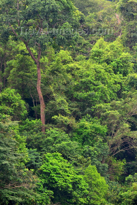 brunei115: Temburong District, Brunei Darussalam: dense rainforest - photo by M.Torres - (c) Travel-Images.com - Stock Photography agency - Image Bank